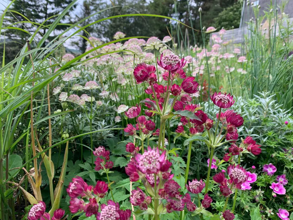 blommor i trädgård